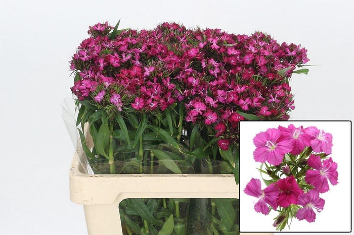 <h4>DI BARB AM NEON CHER</h4>