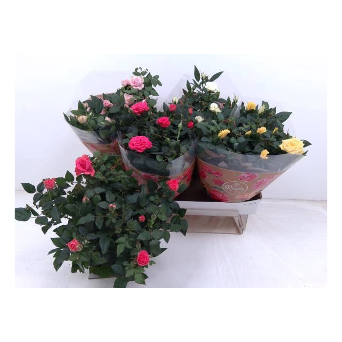 <h4>RO FAV RO GEM 4 SRT</h4>