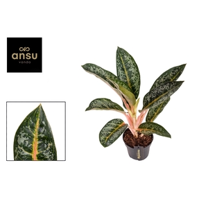 Aglaonema Orange Flame