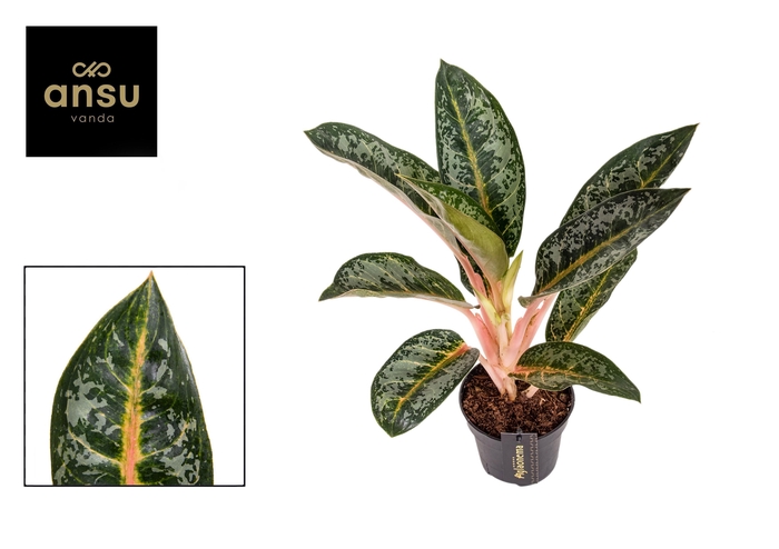 <h4>Aglaonema Orange Flame</h4>