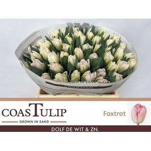 Tulipa do foxtrot