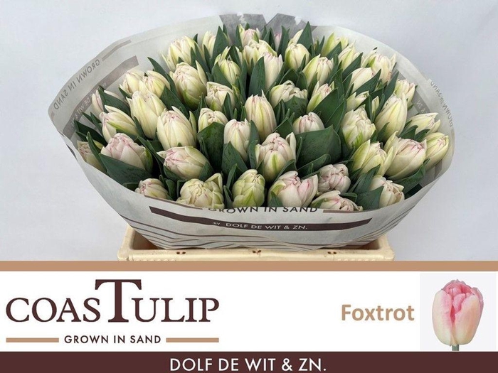 <h4>Tulipa do foxtrot</h4>