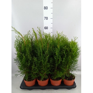 Thuja occid. 'Smaragd'