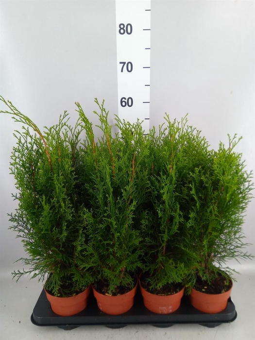 <h4>Thuja occid. 'Smaragd'</h4>