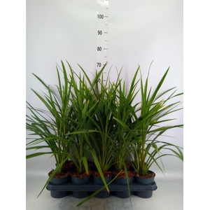 Cordyline indivisa 'Peko'