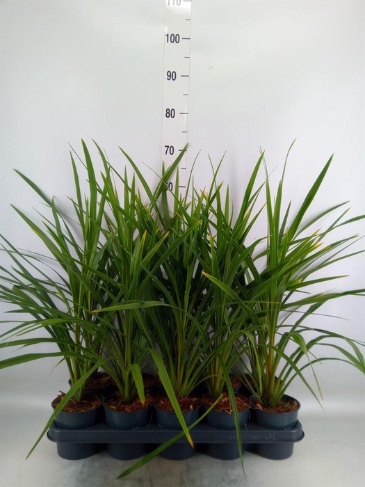 <h4>Cordyline indivisa 'Peko'</h4>