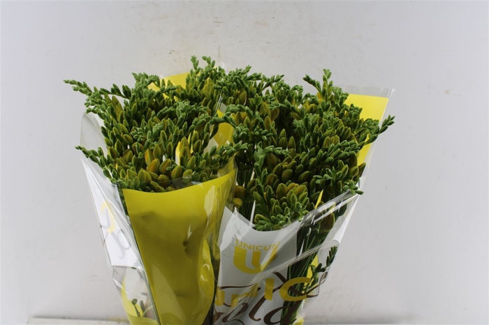 <h4>Fr Du Ballade Yellow</h4>