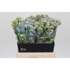 Oxypetalum Tweedia Blue