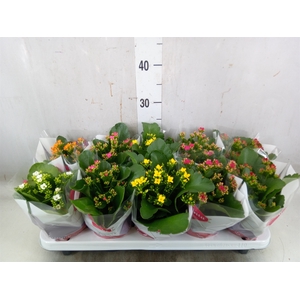 Kalanchoe blos.   ..mix 6
