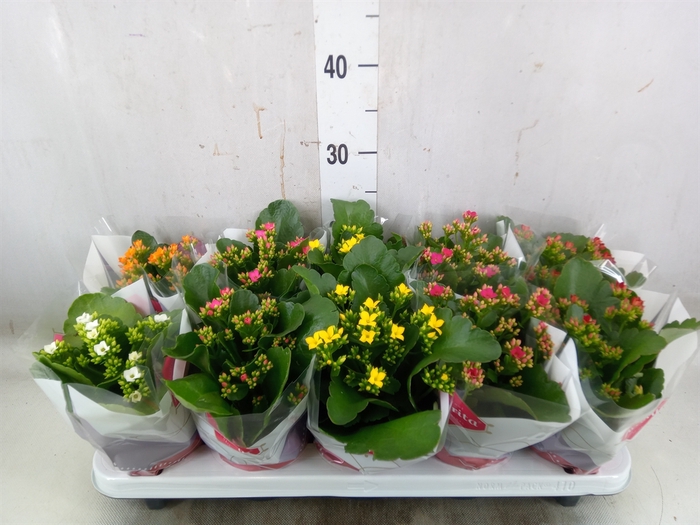 <h4>Kalanchoe blos.   ..mix 6</h4>