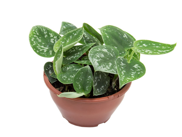 <h4>SCINDAPSUS ARGYRAEUS C13</h4>