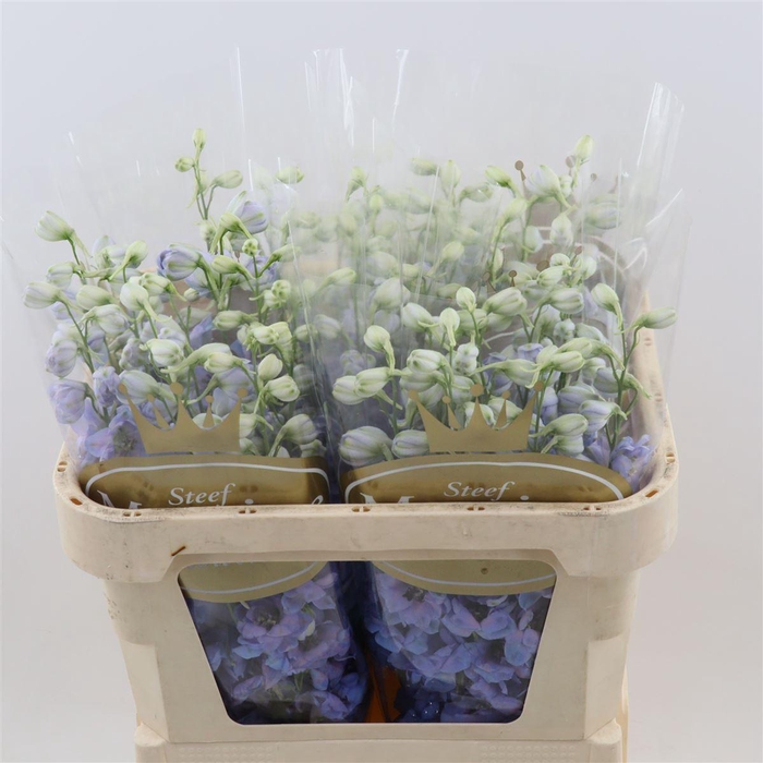 <h4>Delph Du Dew Azul</h4>