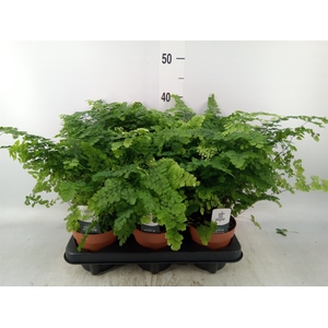 Adiantum raddi. 'Fritz-Luthi'