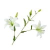 Lilium White