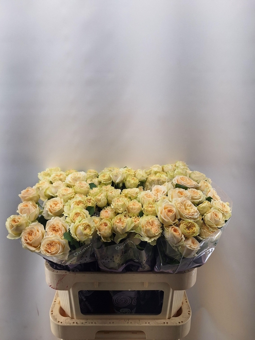 <h4>R TR SUMMERROSE</h4>