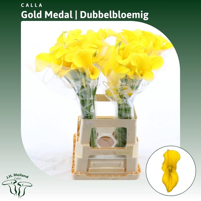 <h4>Calla Gold Medal | Dubbelbloemig</h4>