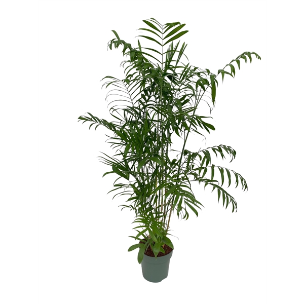 <h4>Chamaedorea Seifrizii</h4>