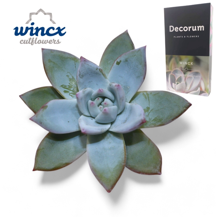 <h4>Echeveria Colorata Ice Cutflower Wincx-8cm</h4>