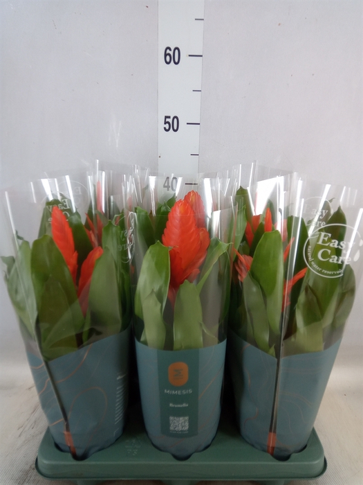 <h4>Vriesea  'Intenso Orange'</h4>