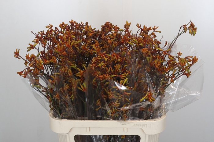 <h4>Anigozanthos Bush Sunset</h4>