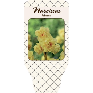 NARCISSUS CYCLAMINEUS