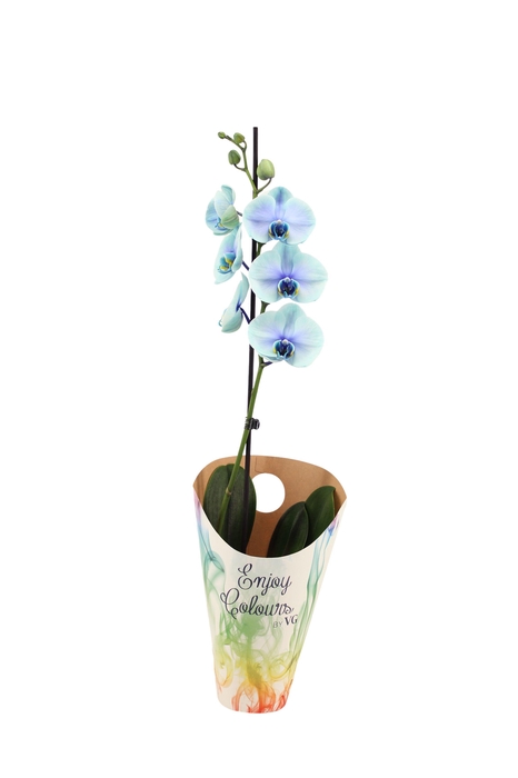 <h4>Enjoy Potcover Phal I Am Northern Light 1T9+ (24 uur levertijd)</h4>