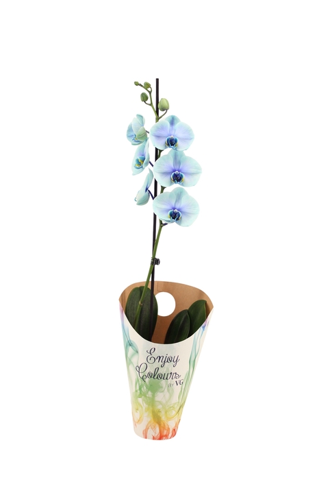 <h4>Enjoy Potcover Phal I Am Northern Light 1T9+ (24 uur levertijd)</h4>