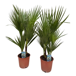 Washingtonia filifera