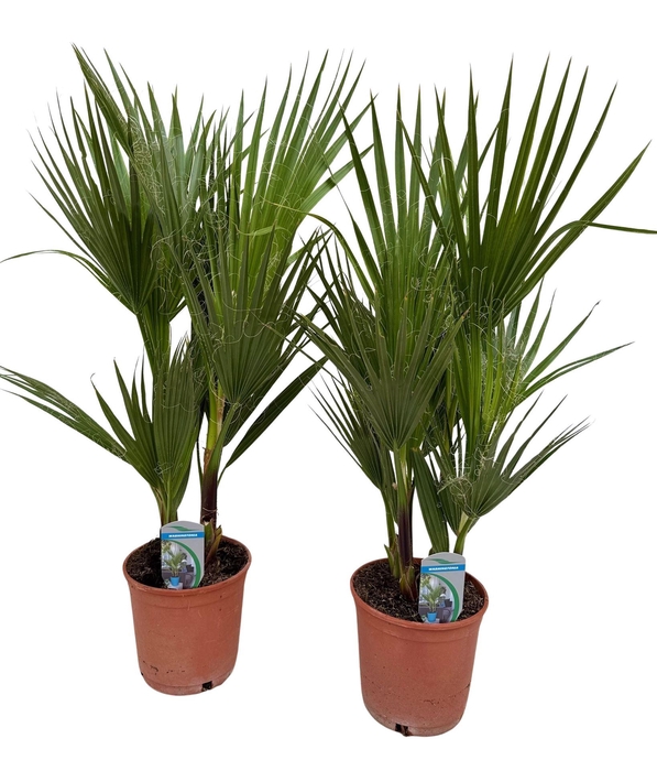 <h4>Washingtonia filifera</h4>