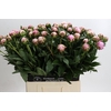 Paeonia Sarah Bernhardt