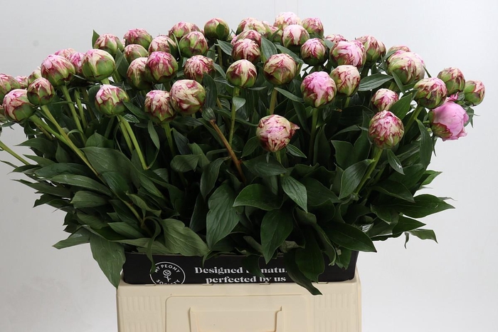 <h4>Paeonia Sarah Bernhardt</h4>
