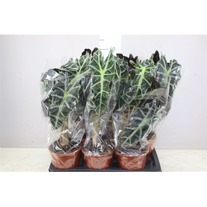 Alocasia Polly
