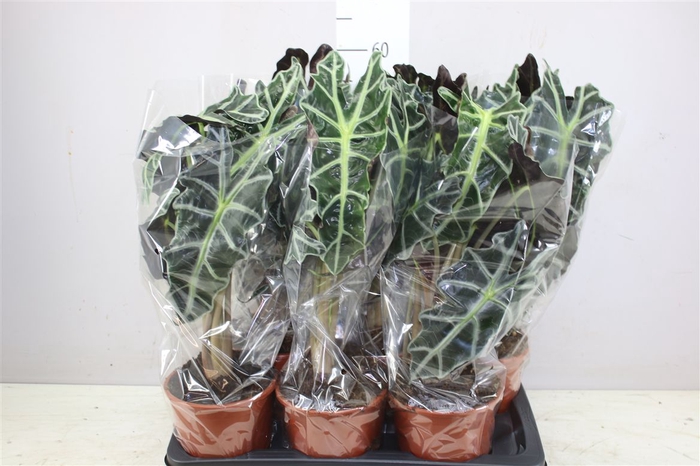 <h4>Alocasia Polly</h4>