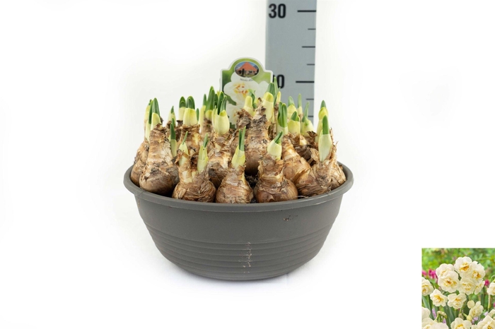 <h4>Narcissus DU 'Abba'</h4>