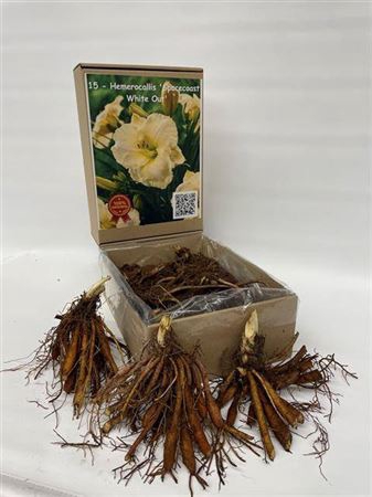 <h4>Bolbloemen Ov</h4>
