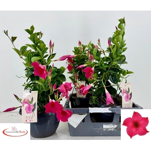 MANDE SUN PINK