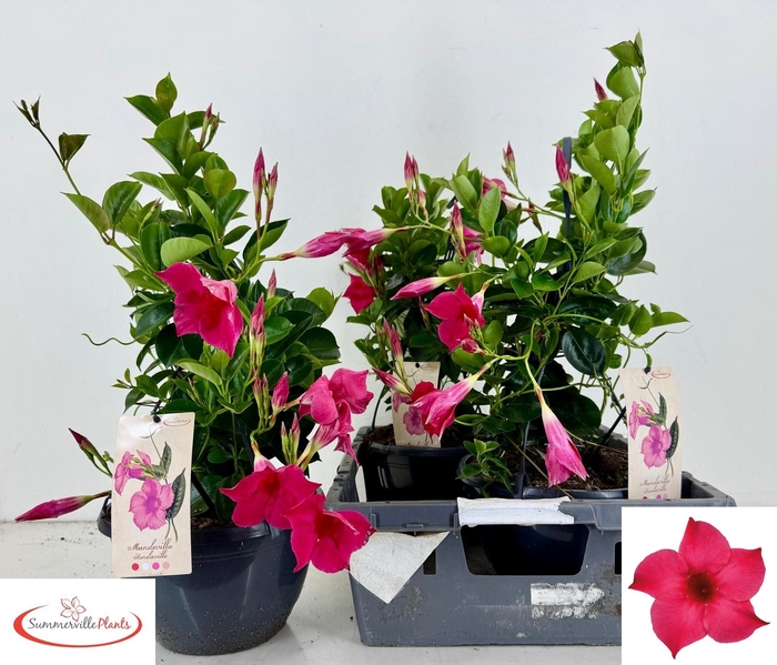 <h4>MANDE SUN PINK</h4>