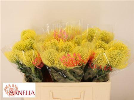 <h4>Leuco High Gold</h4>