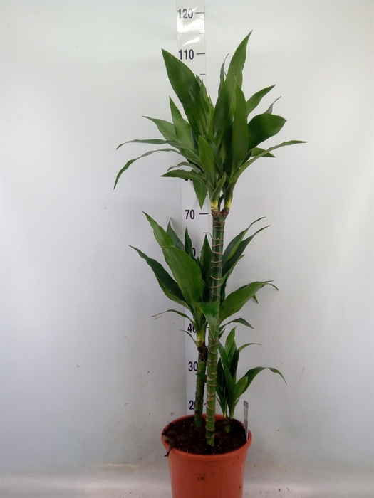 <h4>Dracaena frag. 'Janet Craig'</h4>