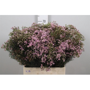 Chame Un Jupiter Sol