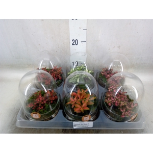 Arr.   Kamerplant Groen H%