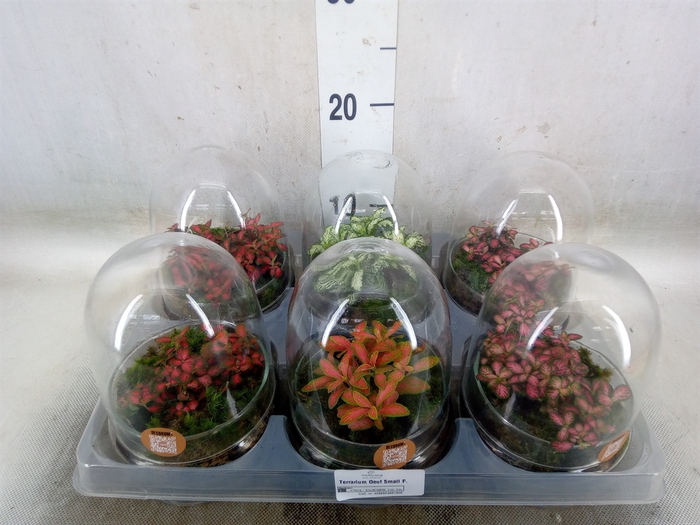 <h4>Arr.   Kamerplant Groen H%</h4>