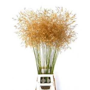 Siergras Stipa Gigantea