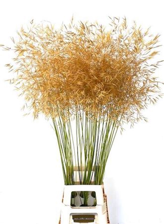 <h4>Siergras Stipa Gigantea</h4>