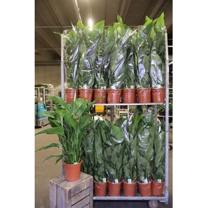 arr8 Spath Sweet Lauretta