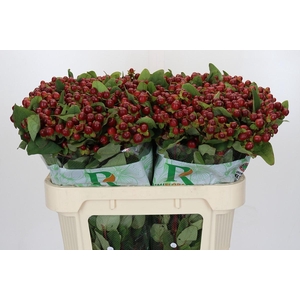 Hypericum Magical Seasons