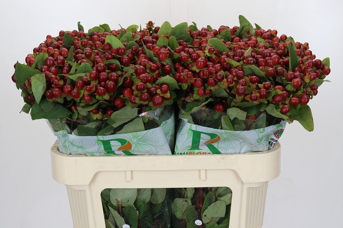 <h4>Hypericum Magical Seasons</h4>