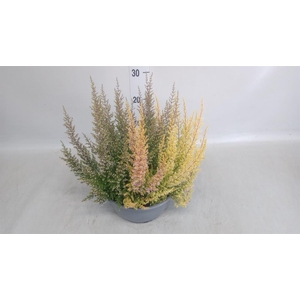 Erica gracilis   ...