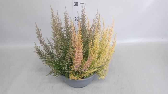 <h4>Erica gracilis   ...</h4>