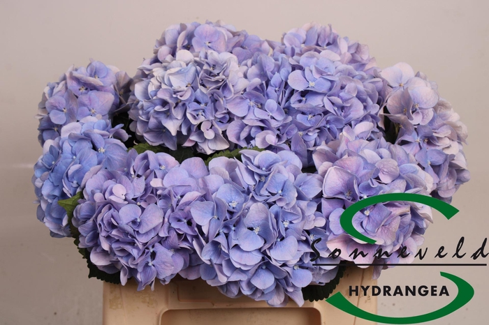 <h4>HYDR M CH MARSEPE BL</h4>
